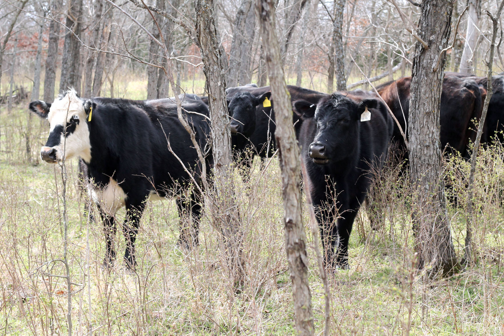 Hershberger Cattle